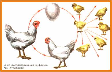 Болезни птиц с преимущественным поражением пищеварительной системы - student2.ru