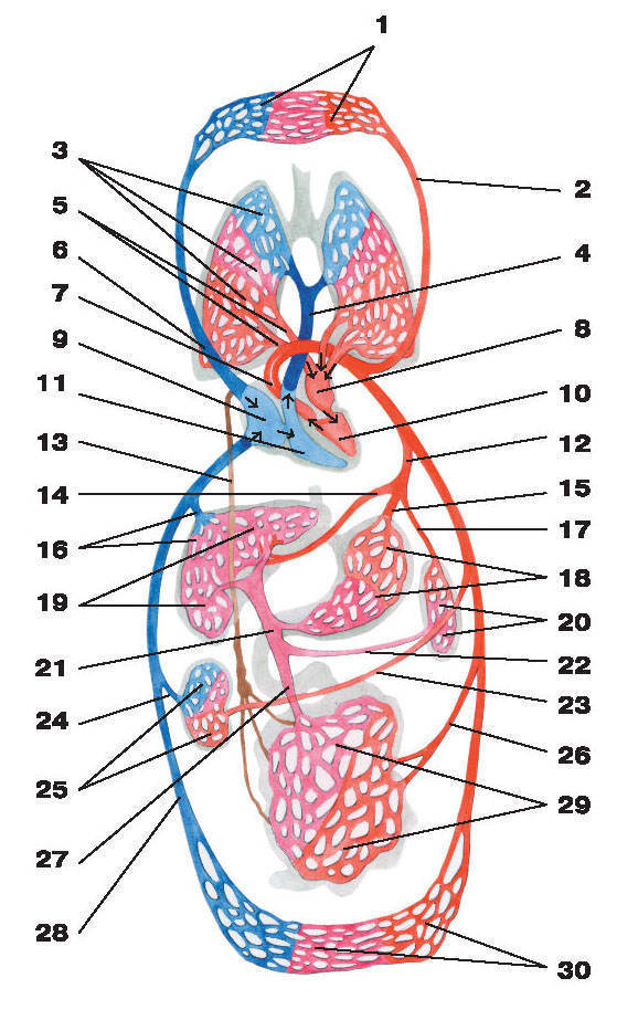 Большой и малый круги кровообращения - student2.ru
