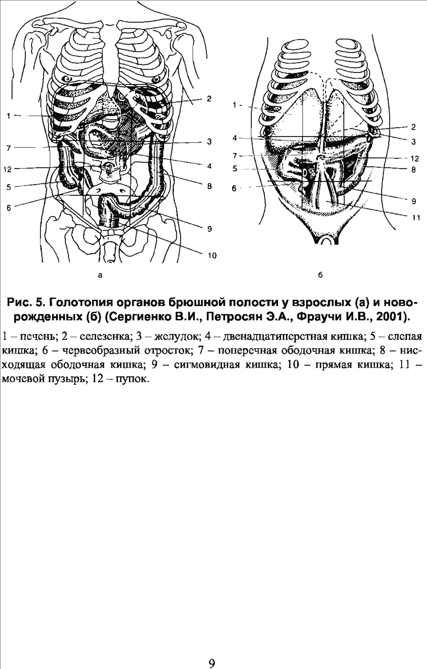 брюшная полость, брюшина и полость брюшины 1 страница - student2.ru