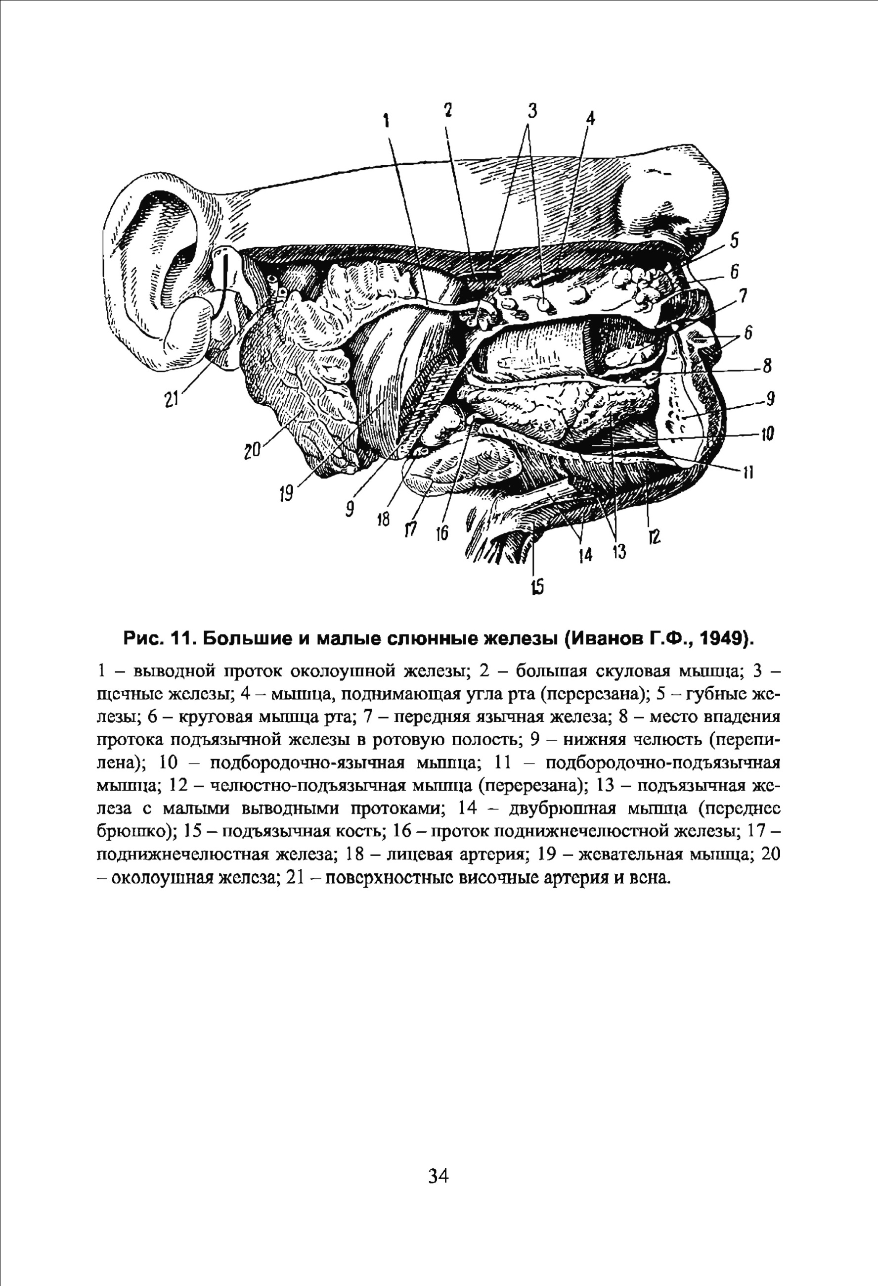 брюшная полость, брюшина и полость брюшины 2 страница - student2.ru