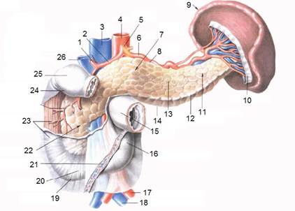 Будова, топографія і функція печінки, підшлункової залози. Екзо- і ендокринні частини підшлункової залози - student2.ru