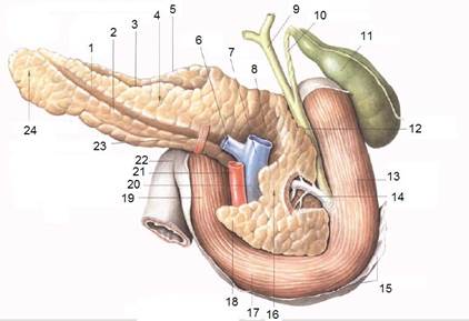 Будова, топографія і функція печінки, підшлункової залози. Екзо- і ендокринні частини підшлункової залози - student2.ru