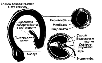 Центральная часть слухового анализатора - student2.ru