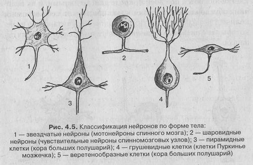 Центральная и периферическая нервная система - student2.ru