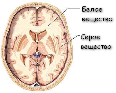 Периферическая часть нервной системы - student2.ru