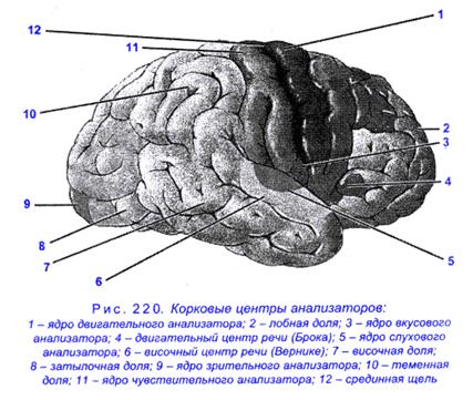 Центры коры больших полушарий. - student2.ru