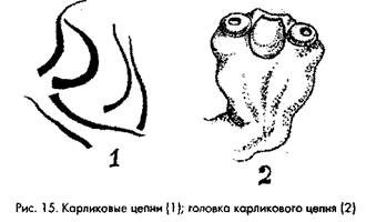 ЦЕСТОДОЗЫ (ленточные глисты) - student2.ru