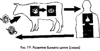 ЦЕСТОДОЗЫ (ленточные глисты) - student2.ru