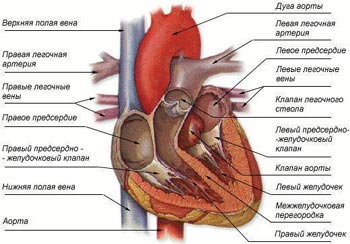 часть 1. артериальное давление - student2.ru