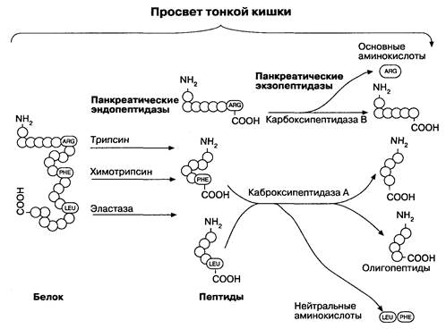 Частная физиология всасывания в кишечнике - student2.ru