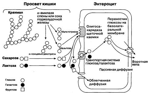 Частная физиология всасывания в кишечнике - student2.ru