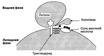 Частная физиология всасывания в кишечнике - student2.ru