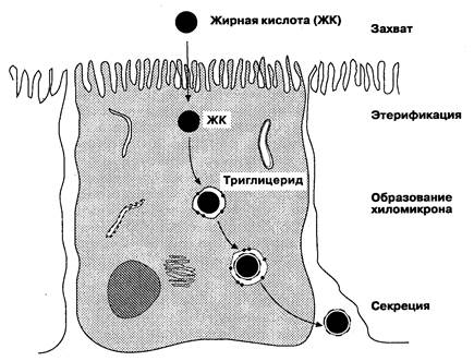 Частная физиология всасывания в кишечнике - student2.ru