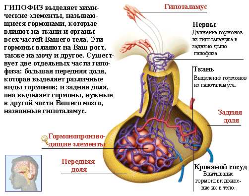 Частные железы внутренней секреции (гипофиз, эпифиз, щитовидная, околощитовидная и паращитовидные железы, надпочечники), строение и функции. - student2.ru