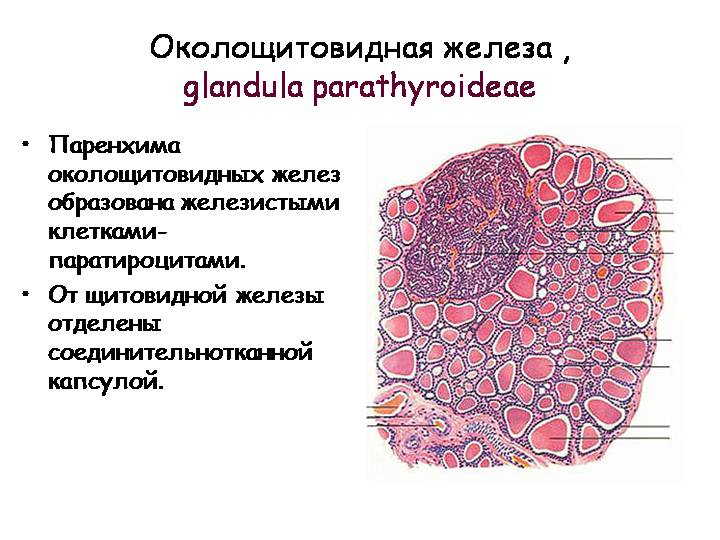 Частные железы внутренней секреции (гипофиз, эпифиз, щитовидная, околощитовидная и паращитовидные железы, надпочечники), строение и функции. - student2.ru