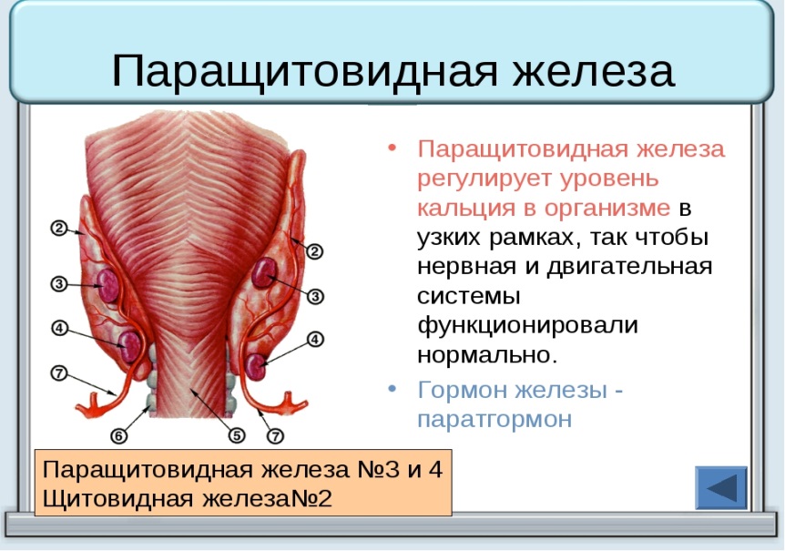 Частные железы внутренней секреции (гипофиз, эпифиз, щитовидная, околощитовидная и паращитовидные железы, надпочечники), строение и функции. - student2.ru