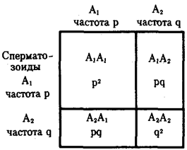 Частоты аллелей. Закон Харди — Вайнберга - student2.ru