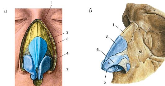 Чем образован скелет наружного носа - student2.ru