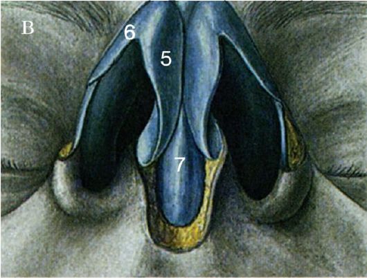 Чем образован скелет наружного носа - student2.ru