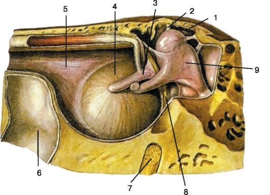 Чем образованны стенки барабанной полости - student2.ru