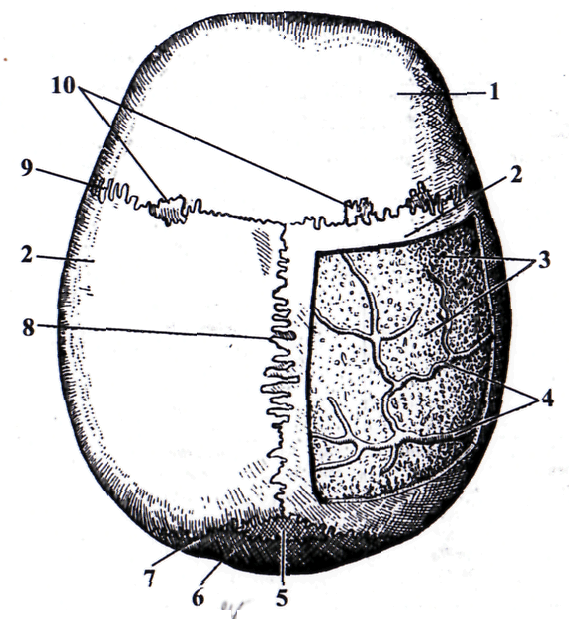 Череп в целом. Наружная и внутренняя поверхности основания черепа (височная, подвисочная, крылонебная ямки) - student2.ru