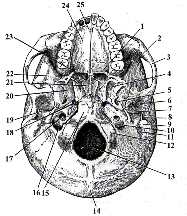 Череп в целом. Наружная и внутренняя поверхности основания черепа (височная, подвисочная, крылонебная ямки) - student2.ru
