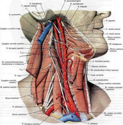 черепно-лицевые нервы иннервирующие органы речи - student2.ru