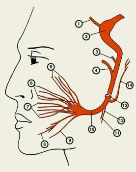 черепно-лицевые нервы иннервирующие органы речи - student2.ru