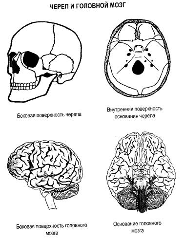 Черепно-мозговые травмы - student2.ru