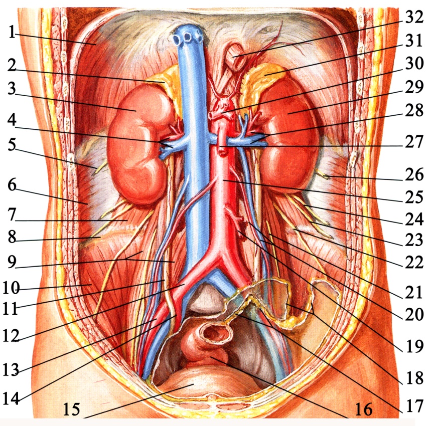 Орган мужчины видео. Анатомия человека внутренние органы брюшной полости. Мочевой пузырь забрюшинное пространство. Анатомия забрюшинного пространства малого таза. Анатомия брюшной полости мужчины.