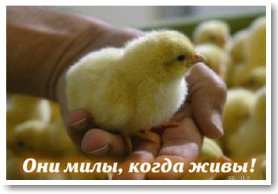 В яйцах есть все незаменимые аминокислоты - student2.ru