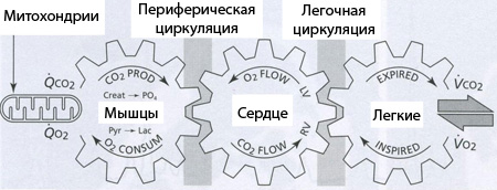 Что такое - Лактатный порог? - student2.ru