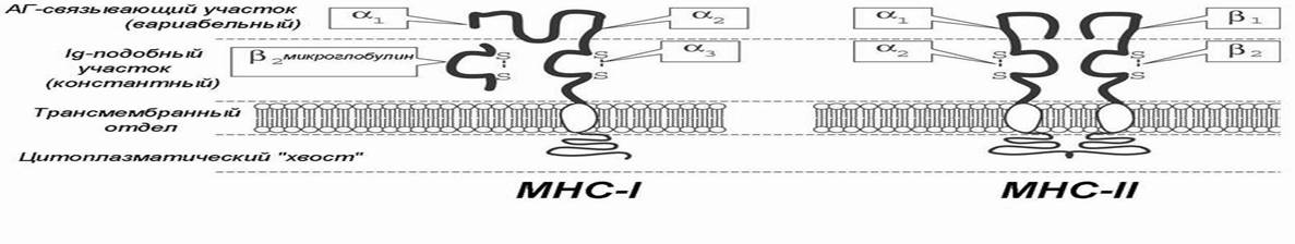 Цитокины и белки ГКГС - факторы коммуникации иммунной системы - student2.ru