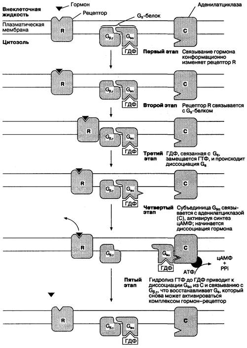 Цитоплазматическая цАМФ является основным регулятором абсорбции и секреции - student2.ru