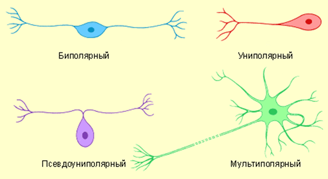 Нейрон и его строение. Классификация нейронов - student2.ru