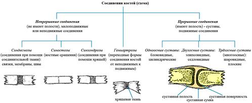 Дать понятие о опорно-двигательном аппарате человека. Виды соединения костей. Классификация, особенности строения суставов. - student2.ru