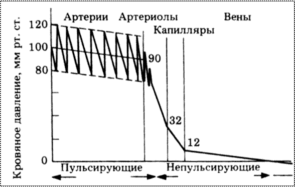 Давление крови и факторы, его обуславливающие. Методы измерения кровяного давления. - student2.ru