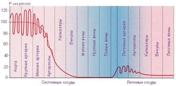 Давление крови в различных отделах сосудистой системы. Артериальноедавление и факторы, определяющие его величину. - student2.ru