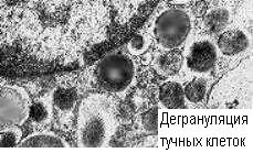 Дегрануляция клеток, сенсибилизированных реагинами - student2.ru
