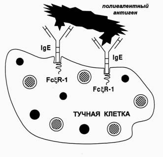 Дегрануляция клеток, сенсибилизированных реагинами - student2.ru