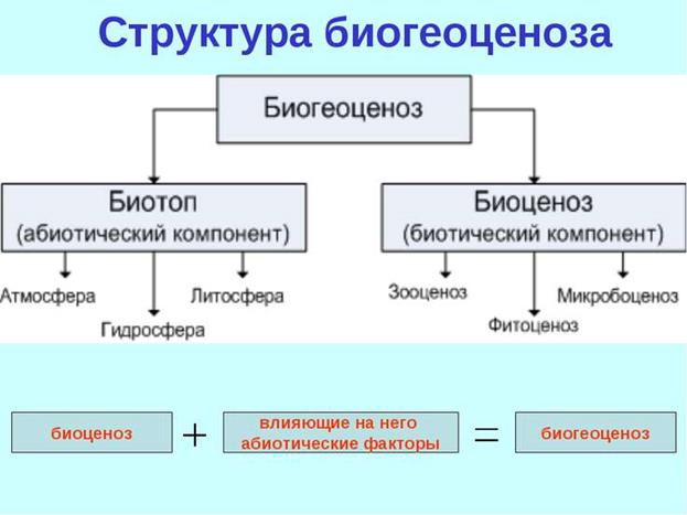 Демэкология, экологическая характеристика популяций, генофонд популяций, прикладное значение демэкологии. Синэкология. Экологическая характеристика и структура экосистем и биогеоценозов. Сукцессии. - student2.ru