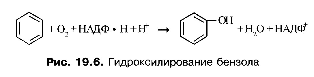 детоксицирующая функция печени - student2.ru