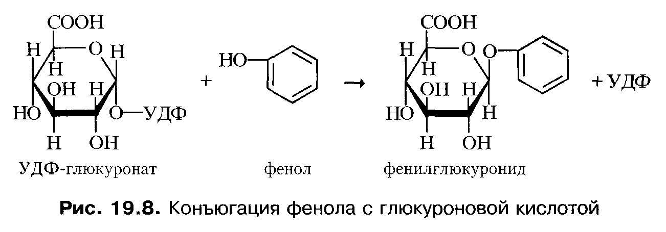 детоксицирующая функция печени - student2.ru