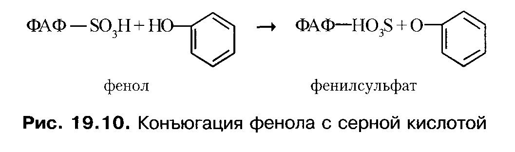 детоксицирующая функция печени - student2.ru