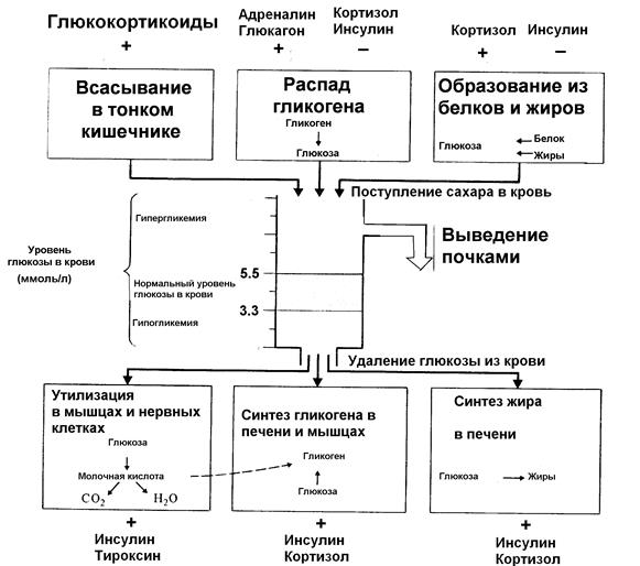 Действие инсулина на метаболические процессы - student2.ru