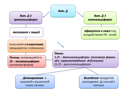 Действие кальция в организме человека - student2.ru