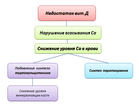 Действие кальция в организме человека - student2.ru