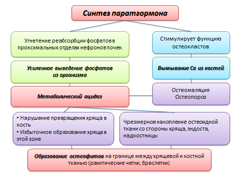 Действие кальция в организме человека - student2.ru