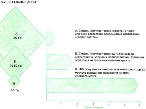 Действие радиации на человека - student2.ru
