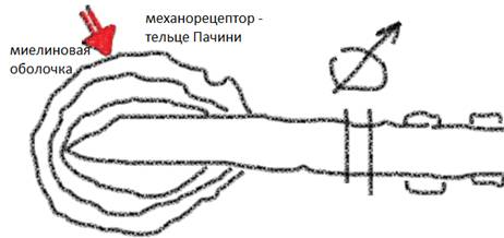 Нейрон – особенности строения и функций. Отличия нейронов от других клеток. Глия, гематоэнцефалический барьер, цереброспинальная жидкость. - student2.ru